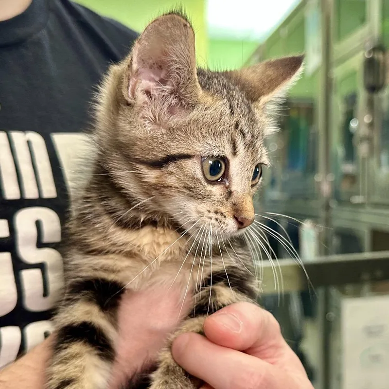 A baby small-sized male Brown / Chocolate Domestic Short Hair cat named Dima for adoption in Austin, TX