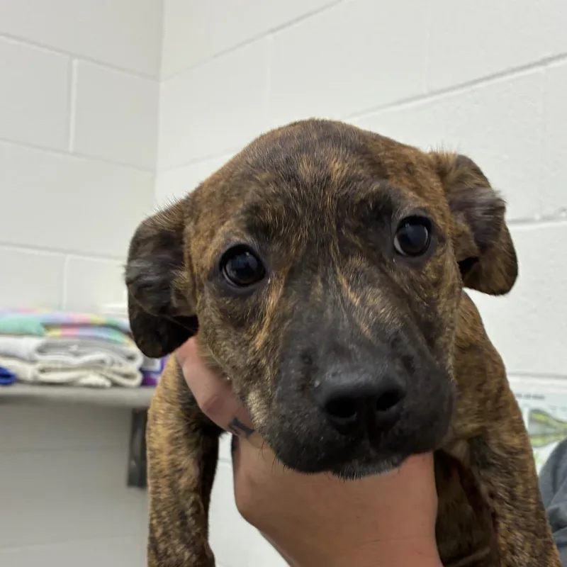 A baby small-sized female Brindle Terrier dog named Smellerbee for adoption in Corpus Christi, TX