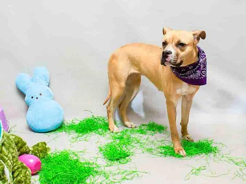 Shamrock thumbnail 2