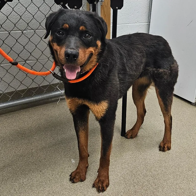 A young medium-sized female Black Rottweiler dog named Daisy for adoption in Birdsboro, PA