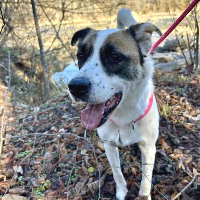 An adult medium-sized male White / Cream Mixed Breed dog named Benito for adoption in Fredericksburg, VA