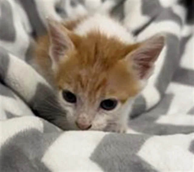 A baby small-sized male Domestic Short Hair cat named Garry for adoption in Rosenberg, TX
