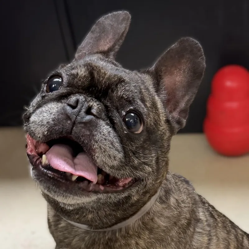 A senior small-sized female Brindle French Bulldog dog named Colette for adoption in Columbia, MD