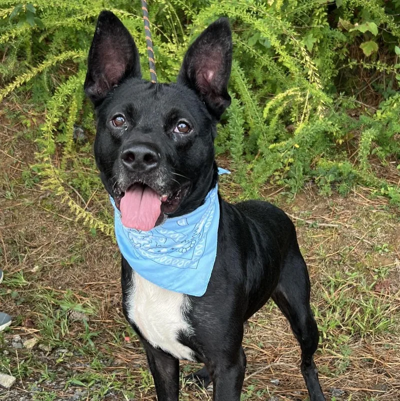 An adult medium-sized male Mixed Breed dog named Anubis for adoption in Ellijay, GA