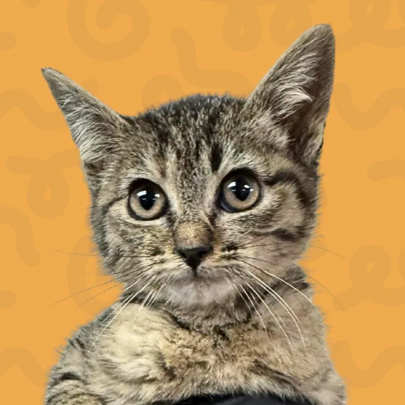 A baby small-sized female Brown / Chocolate Domestic Short Hair cat named Marmalade for adoption in Reno, NV