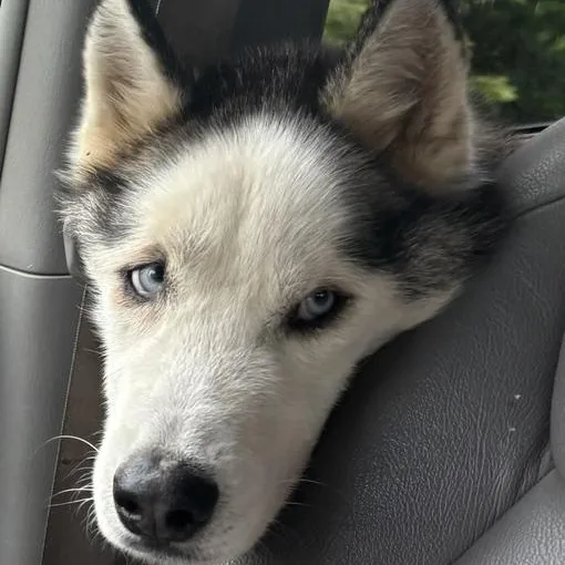 Ryder