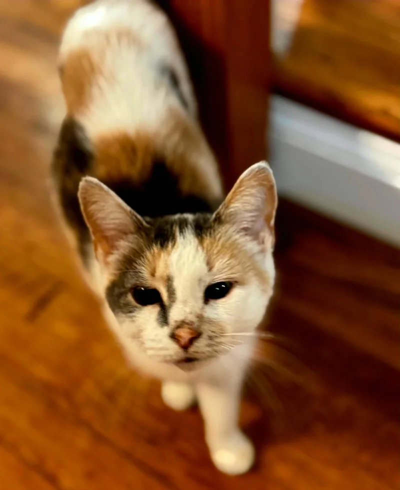 An adult medium-sized female Dilute Calico cat named Mama Tao for adoption in Franklin, TN