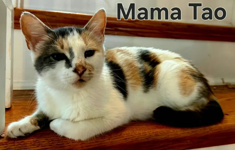 Mama Tao thumbnail 3