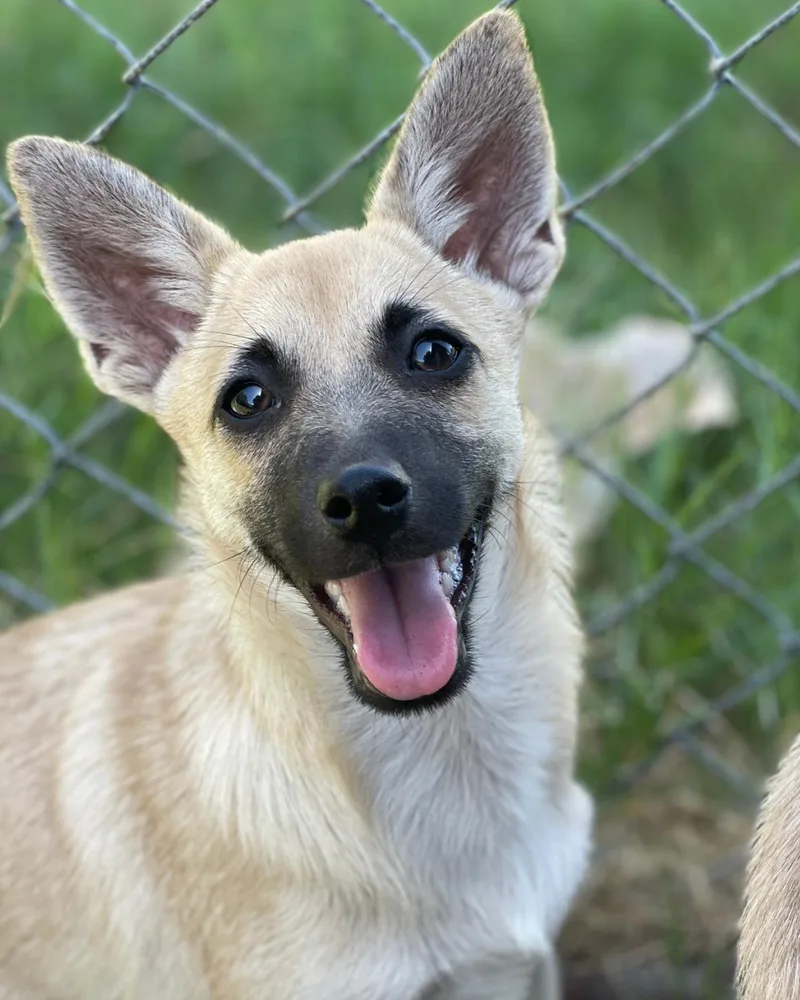 A baby small-sized male Terrier dog named Harrison for adoption in Frisco, TX
