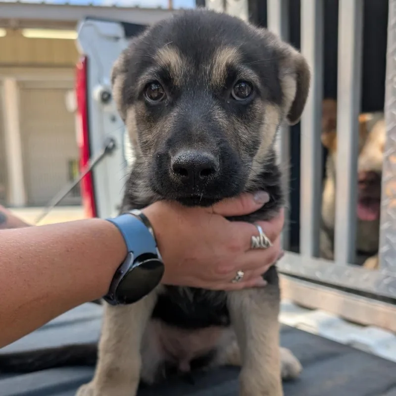 A baby medium-sized female Black Shepherd dog named Jessie for adoption in Buchanan Dam, TX