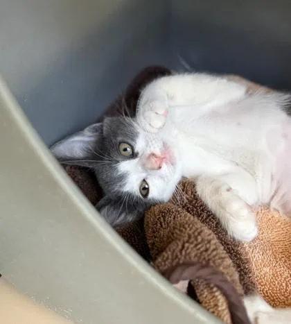 A baby small-sized female Domestic Short Hair cat named Mon Mothma for adoption in Honolulu, HI
