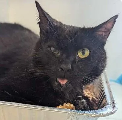 An adult medium-sized male Domestic Short Hair cat named Pismo for adoption in Ogden, UT