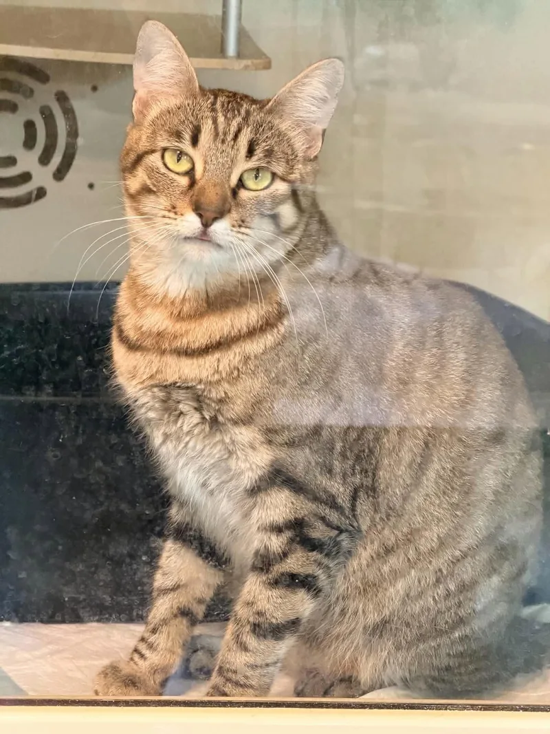 A young small-sized female Tabby cat named TAYLOR Not SWIFT for adoption in Capshaw, AL