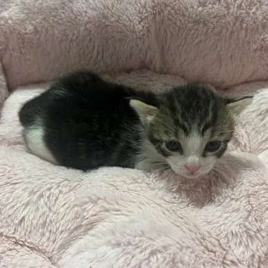 A baby medium-sized female Domestic Short Hair cat named Daisy for adoption in Springfield, MO