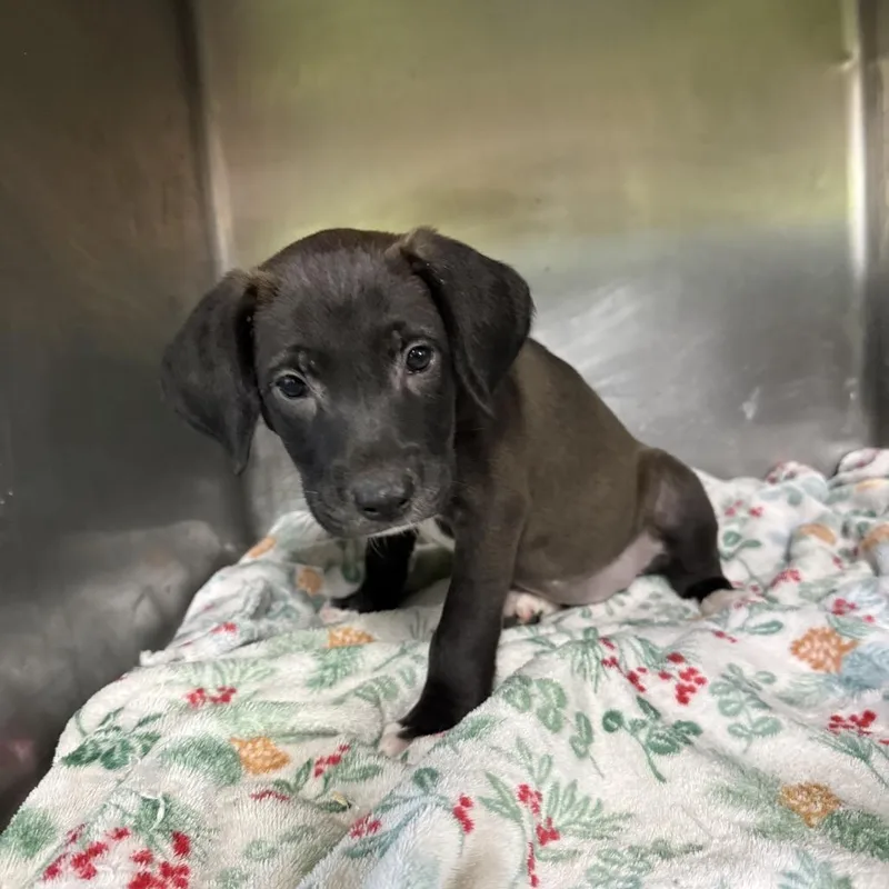 A baby medium-sized female Hound dog named Jada Reeves for adoption in LOXAHATCHEE, FL