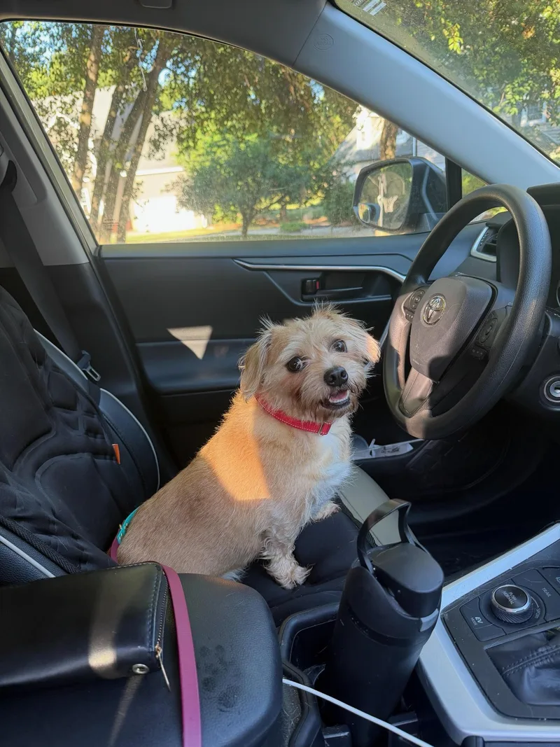 An adult small-sized male Golden Border Terrier dog named Cedric for adoption in Greensboro, NC