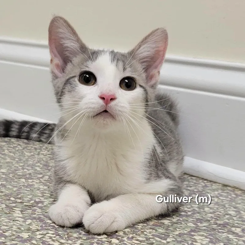 A baby medium-sized male Tabby (Gray / Blue / Silver) Domestic Short Hair cat named Gulliver for adoption in Mazon, IL