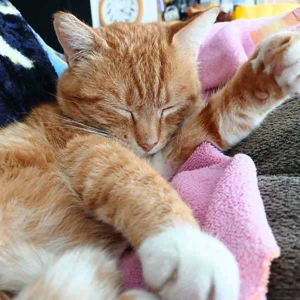 Mr. Potato Head thumbnail 2