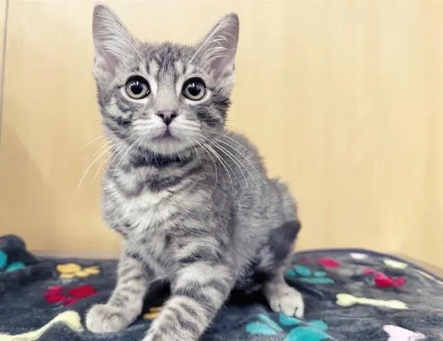 A baby small-sized male Domestic Short Hair cat named Jerri for adoption in Saint Louis, MO