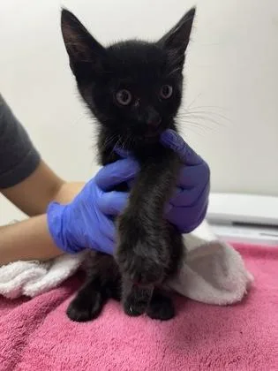 A baby small-sized female Domestic Medium Hair cat named Fuel de Fleur for adoption in Sacramento, CA