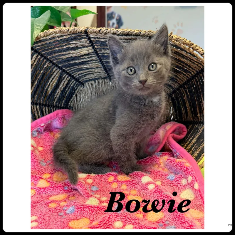 Bowie