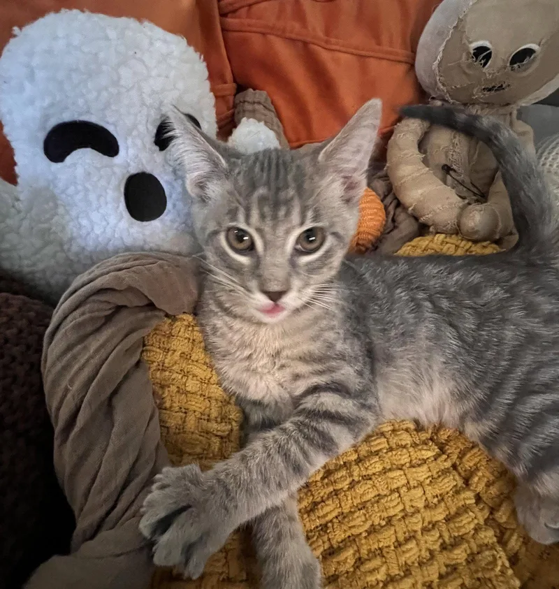 A baby large-sized male Domestic Short Hair cat named Lucas for adoption in Greenville, IL