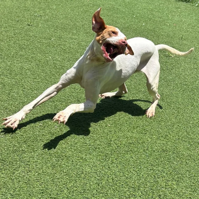 An adult medium-sized female White / Cream English Pointer dog named Scar for adoption in LOXAHATCHEE, FL