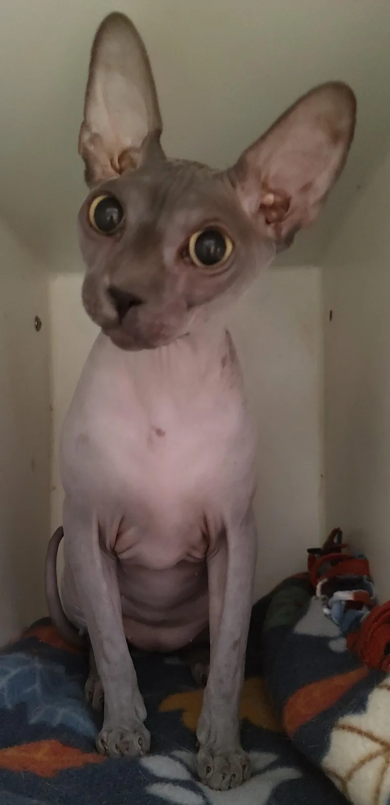 An adult medium-sized male Sphynx / Hairless Cat cat named Dante for adoption in Phoenix, AZ