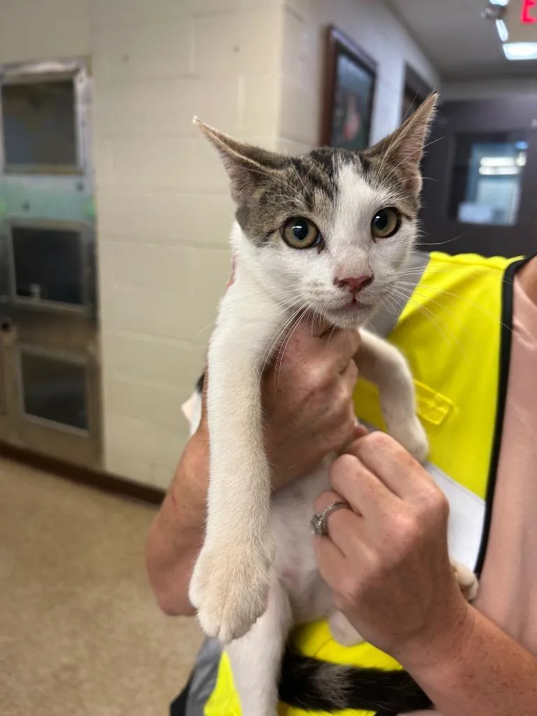 A baby medium-sized male Domestic Short Hair cat named Scooter for adoption in Nacogdoches, TX