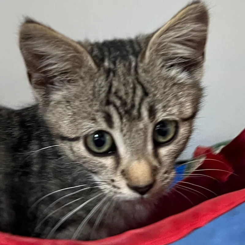 A baby medium-sized male Domestic Short Hair cat named Kenny for adoption in Saint Marys, WV