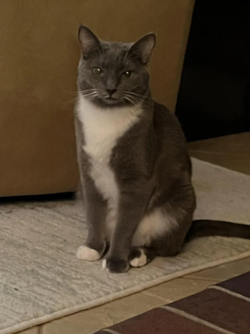 A baby large-sized female Tabby cat named Tahishi and Chelsea for adoption in Walnut Creek, CA