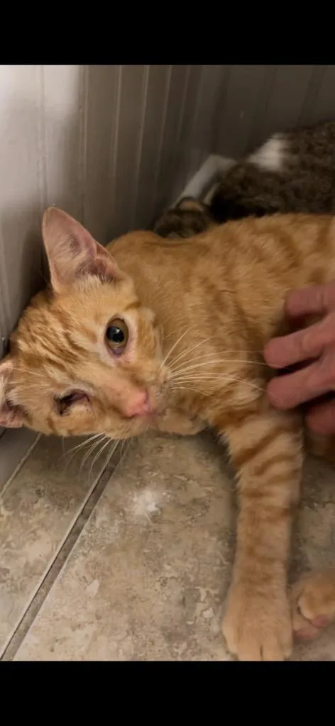 A baby medium-sized male Domestic Short Hair cat named Eugene for adoption in New Kensington, PA