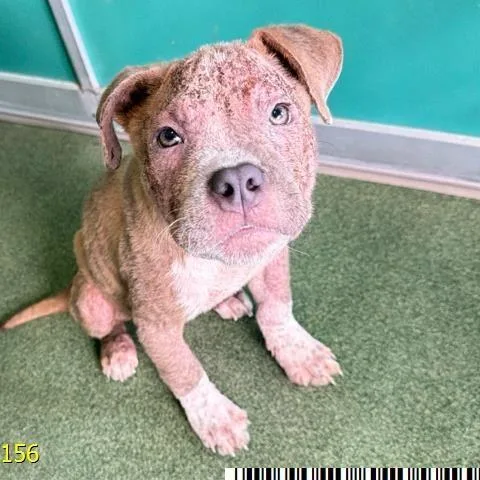 A baby medium-sized female Mixed Breed dog named Precious for adoption in West Palm Beach, FL