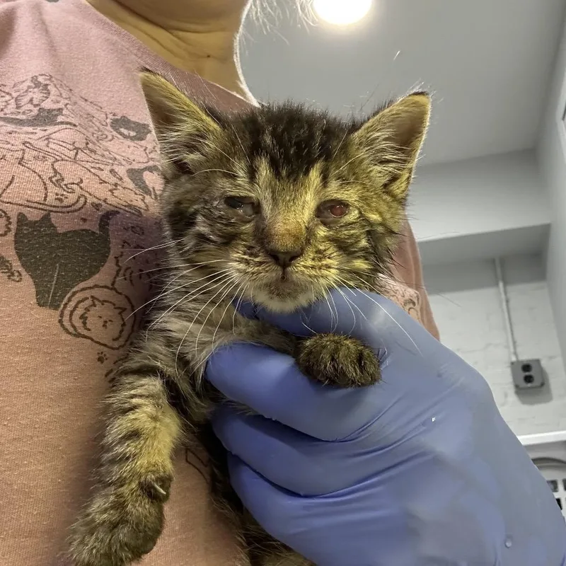 A baby small-sized male Brown / Chocolate Domestic Short Hair cat named Buffin for adoption in Oyster Bay, NY