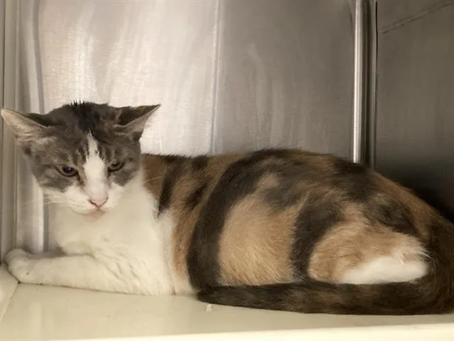 A young small-sized female Domestic Short Hair cat named Lalailri for adoption in Tustin, CA