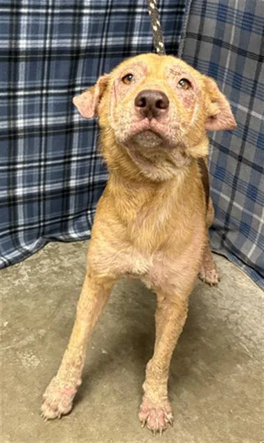 An adult large-sized female German Shepherd Dog dog named Ember for adoption in Rosenberg, TX