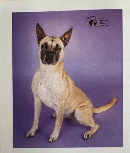 An adult medium-sized female Terrier dog named Clover for adoption in Palm Coast, FL