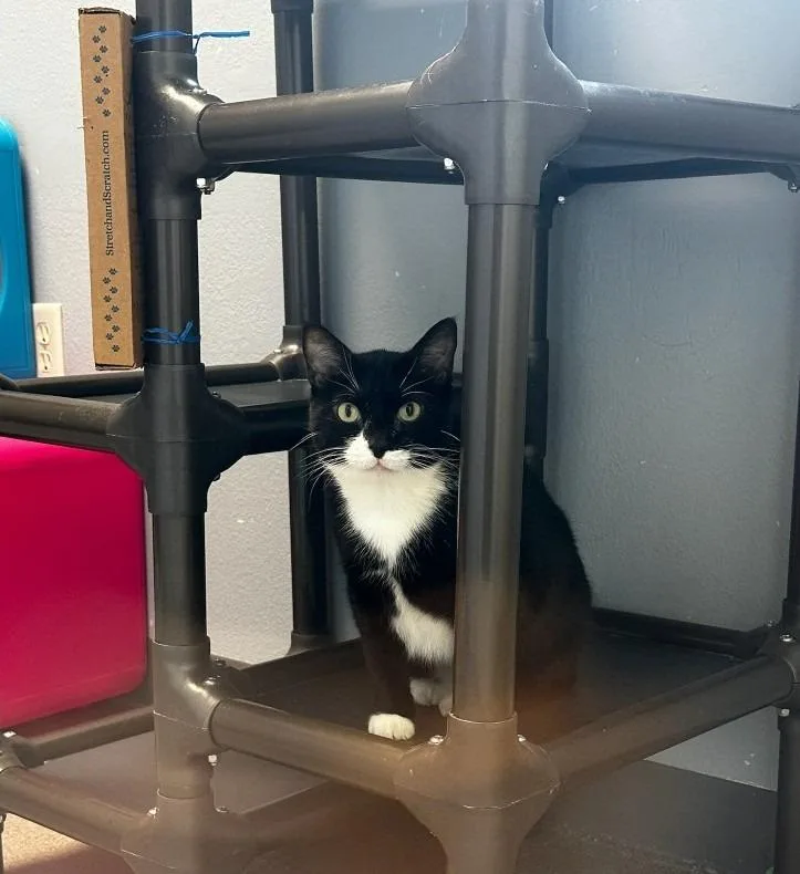 A senior medium-sized female Domestic Short Hair cat named Peep for adoption in Boone, IA