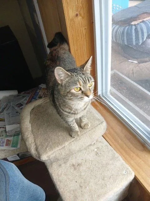 An adult large-sized female Tabby cat named Dorothy for adoption in Apollo, PA