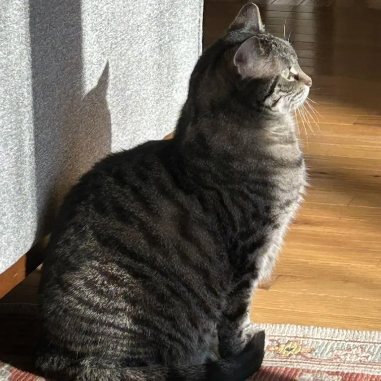 A senior large-sized female Gray / Blue / Silver Domestic Short Hair cat named Meimei for adoption in Traverse City, MI
