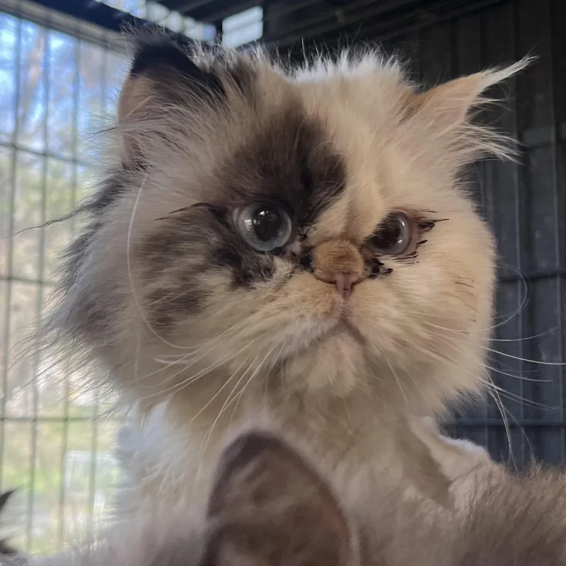 Foongi Face thumbnail 2