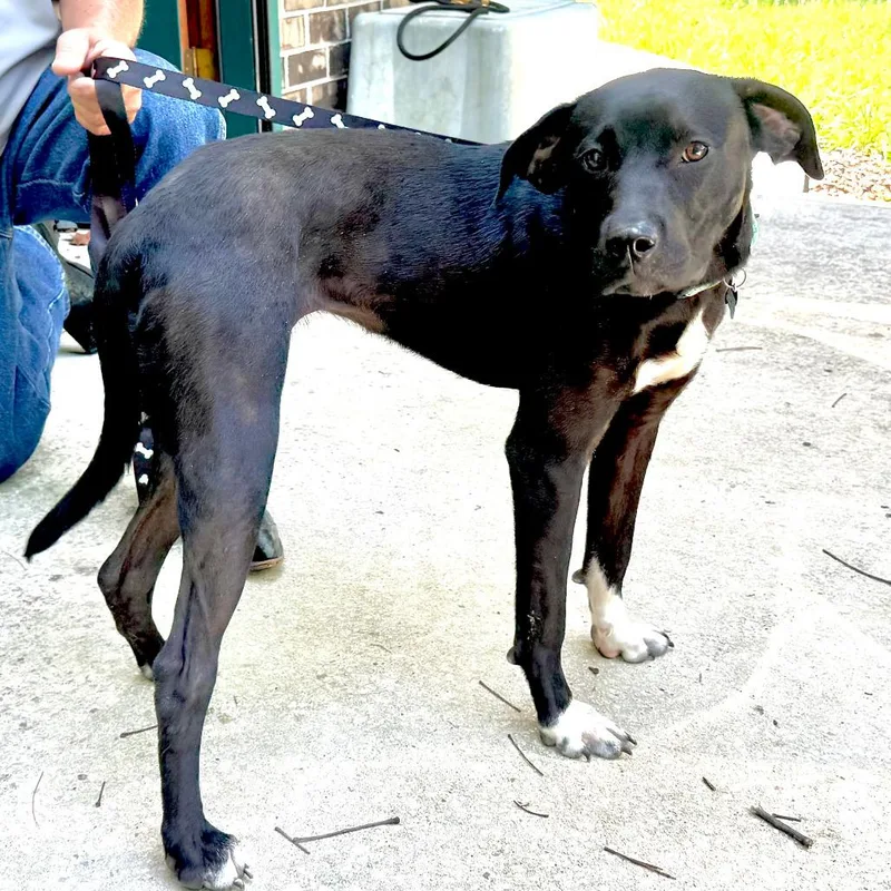 A young medium-sized female Black Labrador Retriever dog named Rosie Bud s for adoption in Sequatchie, TN