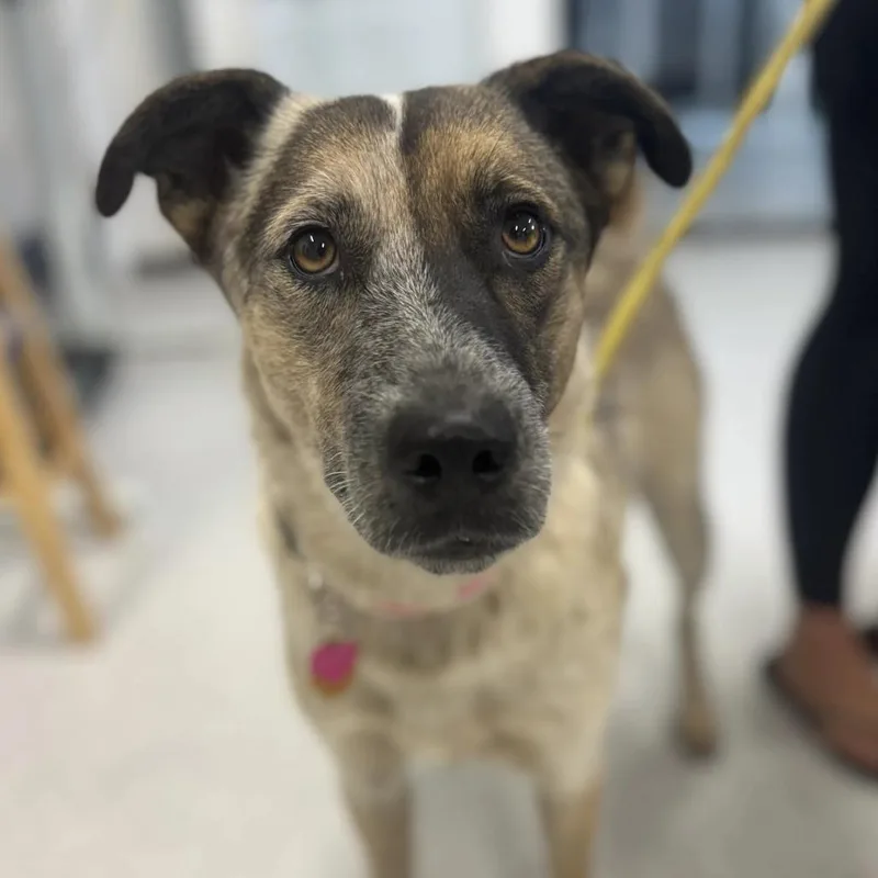 A young medium-sized female White / Cream Mixed Breed dog named Peaches for adoption in Saint Charles, MO