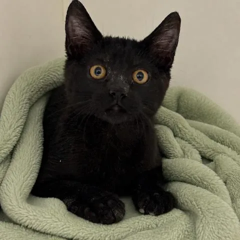 A baby small-sized female Black Domestic Short Hair cat named Bubbles for adoption in Long Beach, CA
