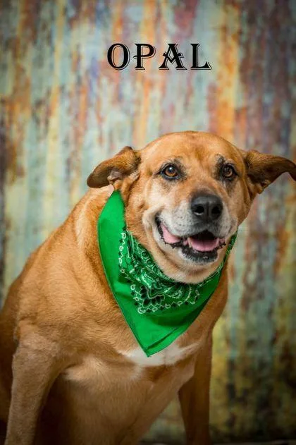 An adult extra large-sized female Brown / Chocolate Mixed Breed dog named Opal for adoption in North Myrtle Beach, SC