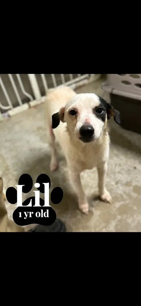 A young small-sized female White / Cream Chihuahua dog named Lil for adoption in Barnegat, NJ