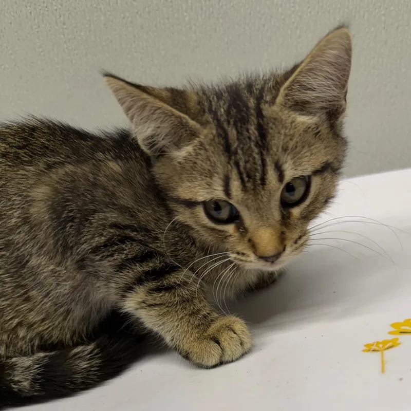 A baby small-sized male Brown / Chocolate Domestic Short Hair cat named August for adoption in Tampa, FL