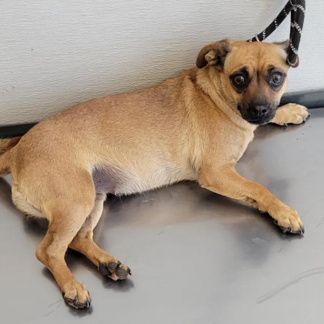 An adult small-sized female Yellow / Tan / Blond / Fawn Mixed Breed dog named Bessie for adoption in Las Cruces, NM