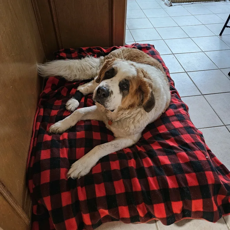 A senior extra large-sized female Brown / Chocolate Saint Bernard dog named Dora for adoption in Magnolia, TX
