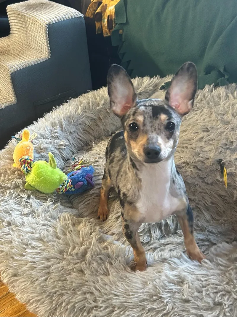 A young small-sized male Chihuahua dog named Dash for adoption in Rossford, OH